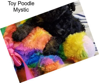 Toy Poodle Mystic