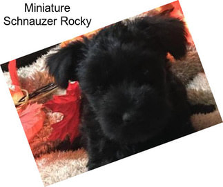 Miniature Schnauzer Rocky