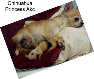 Chihuahua Princess Akc