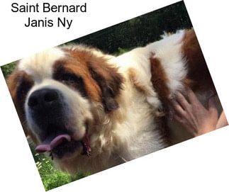 Saint Bernard Janis Ny