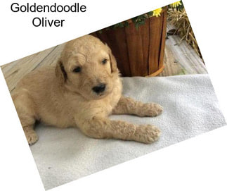 Goldendoodle Oliver