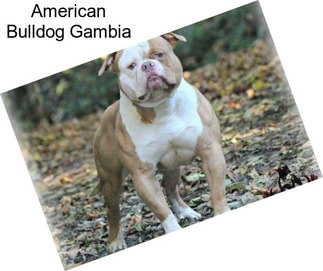 American Bulldog Gambia