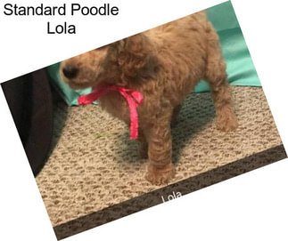 Standard Poodle Lola