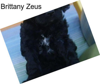 Brittany Zeus