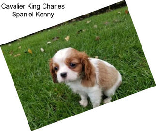 Cavalier King Charles Spaniel Kenny