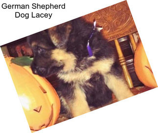 German Shepherd Dog Lacey