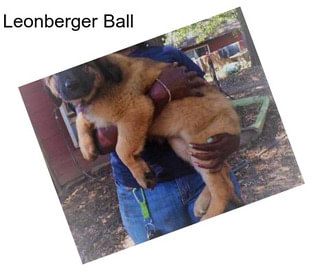Leonberger Ball