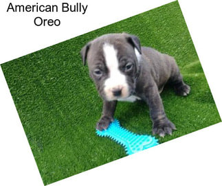 American Bully Oreo