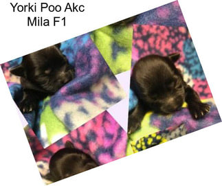 Yorki Poo Akc Mila F1