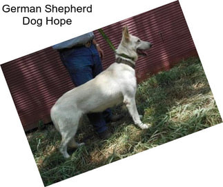 German Shepherd Dog Hope