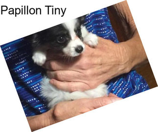 Papillon Tiny