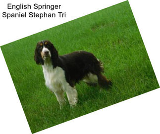 English Springer Spaniel Stephan Tri