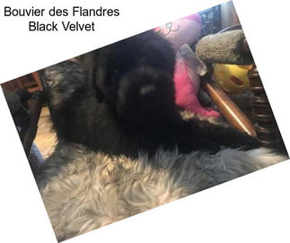 Bouvier des Flandres Black Velvet