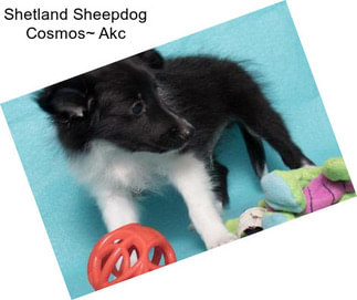 Shetland Sheepdog Cosmos~ Akc