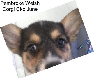 Pembroke Welsh Corgi Ckc June