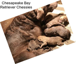 Chesapeake Bay Retriever Chessies