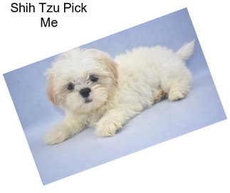 Shih Tzu Pick Me