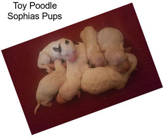 Toy Poodle Sophias Pups