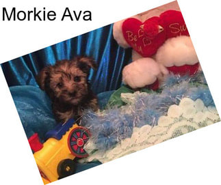 Morkie Ava