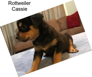 Rottweiler Cassie