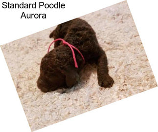 Standard Poodle Aurora