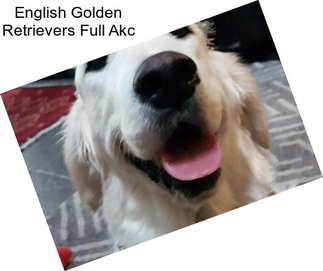 English Golden Retrievers Full Akc