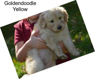 Goldendoodle Yellow