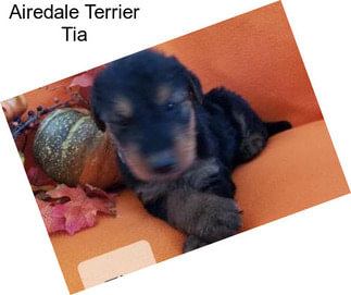 Airedale Terrier Tia