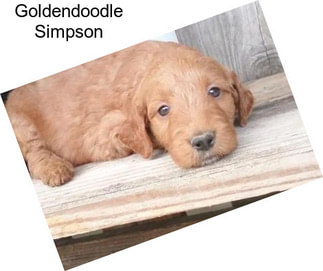 Goldendoodle Simpson