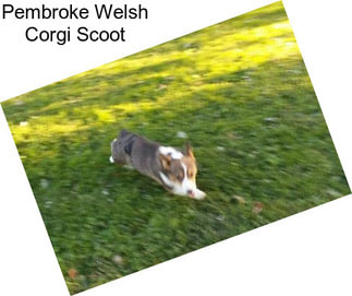 Pembroke Welsh Corgi Scoot