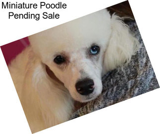 Miniature Poodle Pending Sale