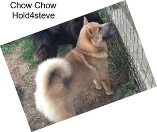 Chow Chow Hold4steve