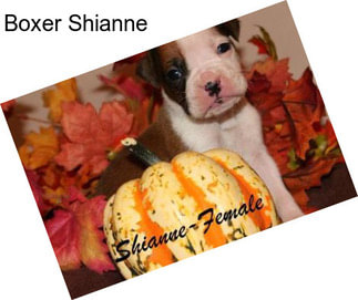 Boxer Shianne