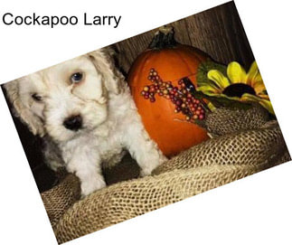Cockapoo Larry