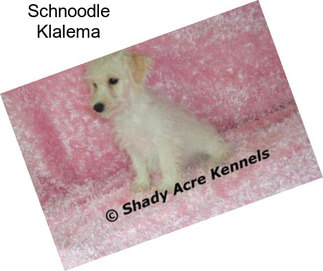 Schnoodle Klalema