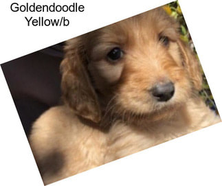 Goldendoodle Yellow/b