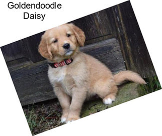 Goldendoodle Daisy