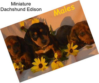 Miniature Dachshund Edison