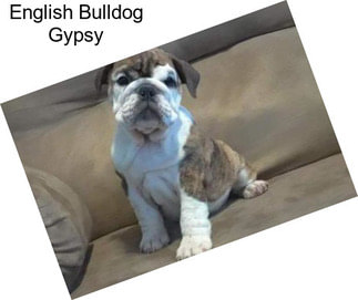 English Bulldog Gypsy