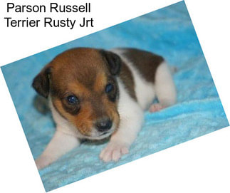 Parson Russell Terrier Rusty Jrt