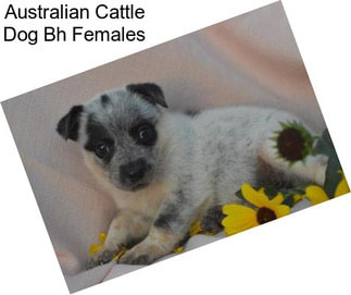 Australian Cattle Dog Bh Females