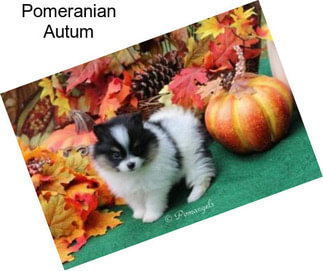 Pomeranian Autum