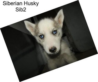 Siberian Husky Sib2