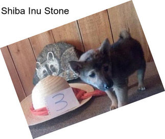 Shiba Inu Stone