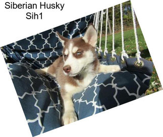 Siberian Husky Sih1