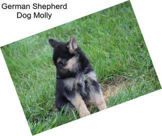 German Shepherd Dog Molly