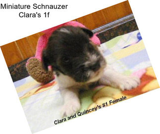 Miniature Schnauzer Clara\'s 1f