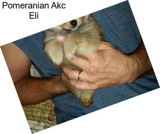 Pomeranian Akc Eli