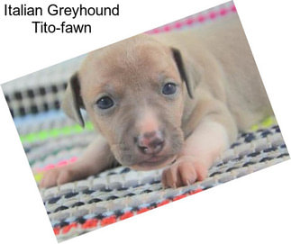 Italian Greyhound Tito-fawn