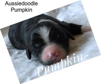 Aussiedoodle Pumpkin